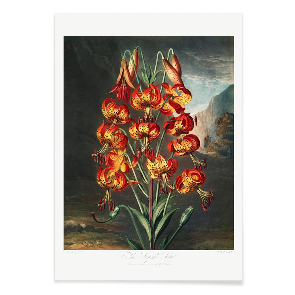 Superbe lys Canvas Print