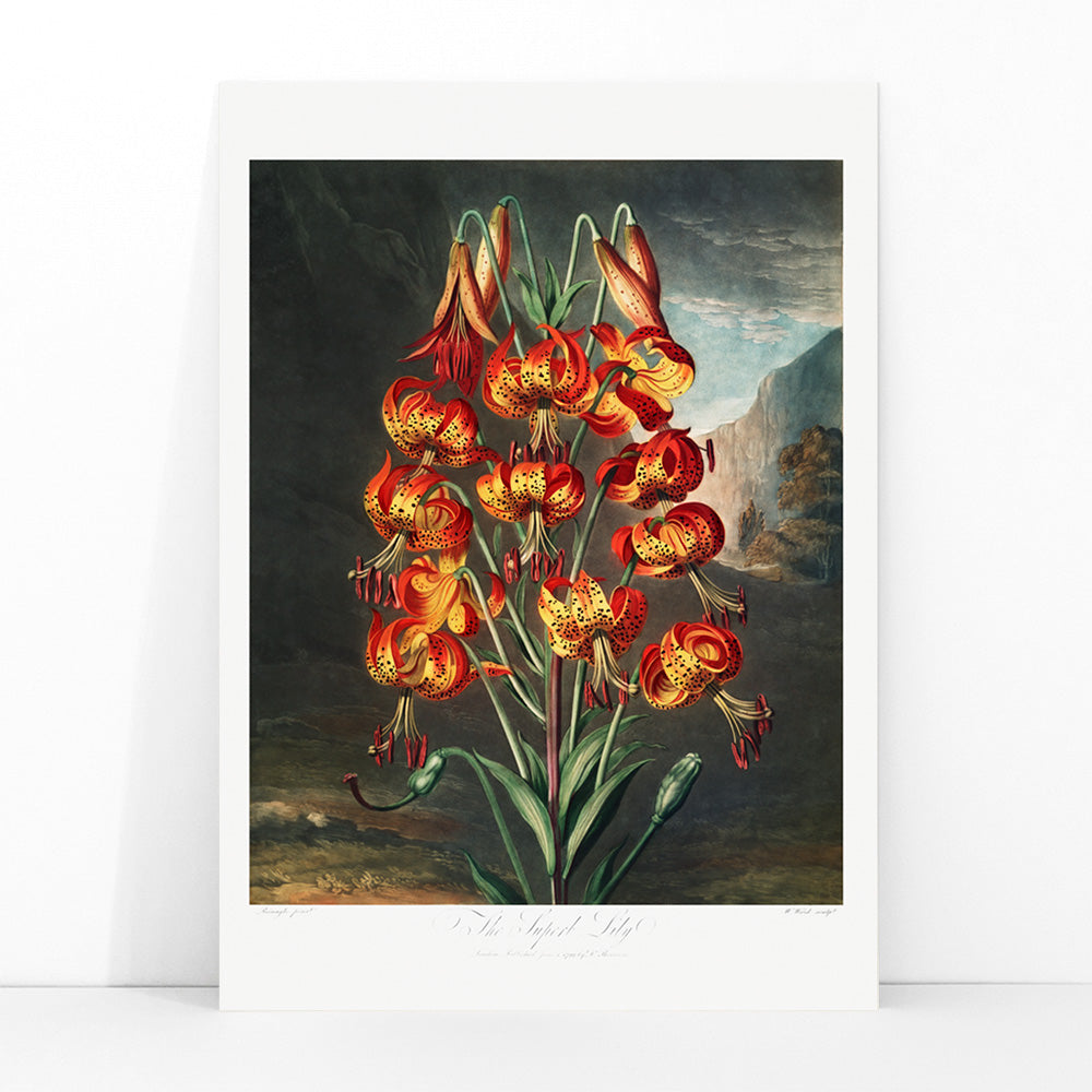 Superbe lys Canvas Print