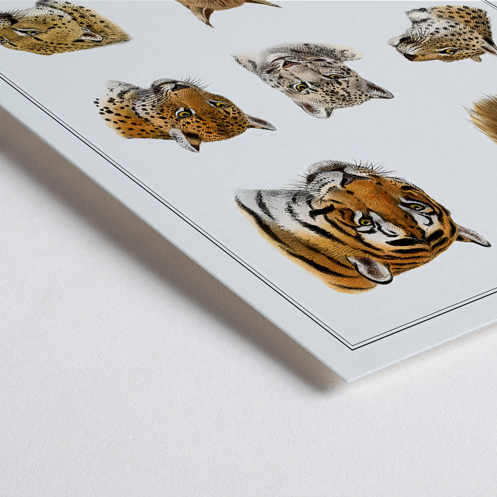 Animaux sauvages Canvas Print
