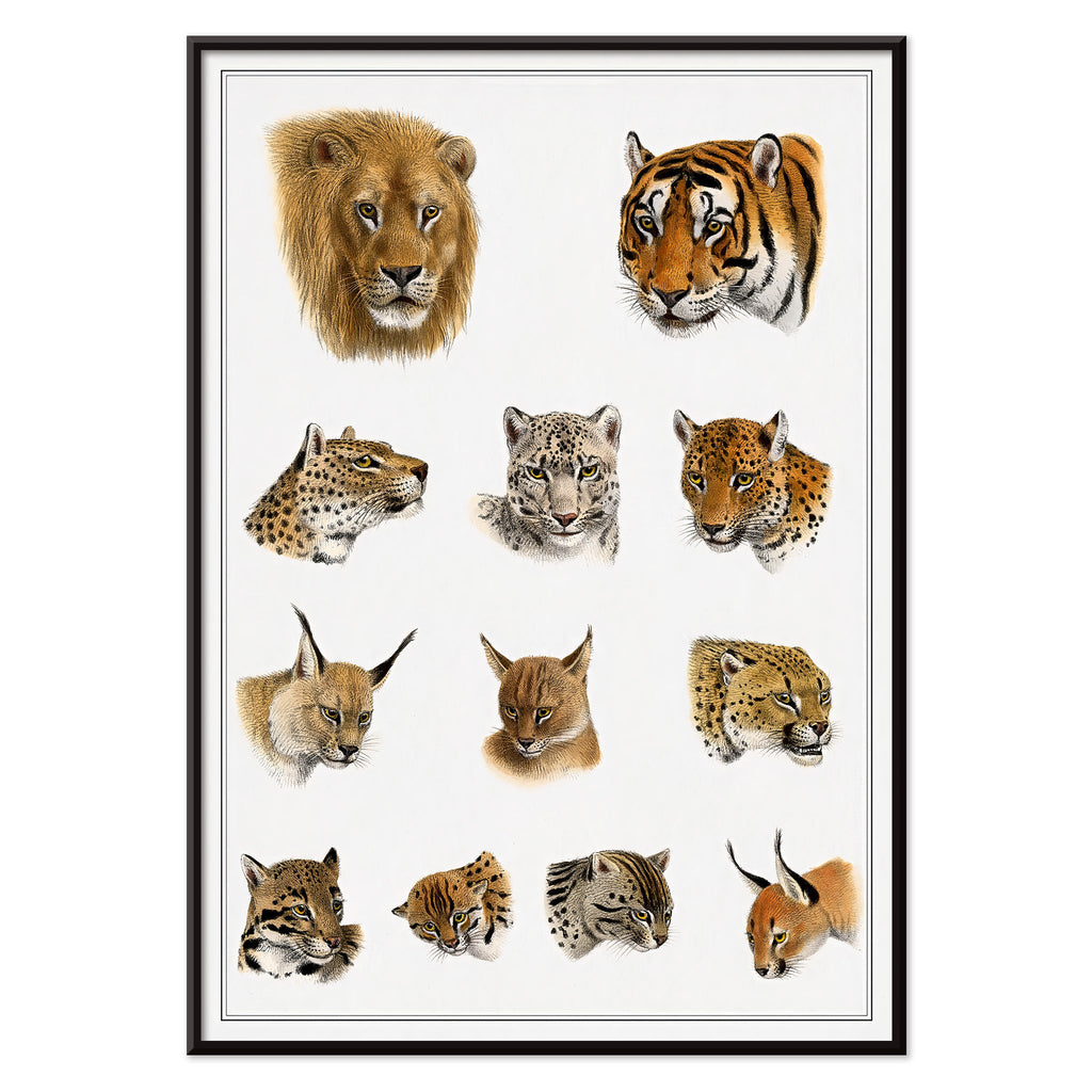 Animaux sauvages Canvas Print