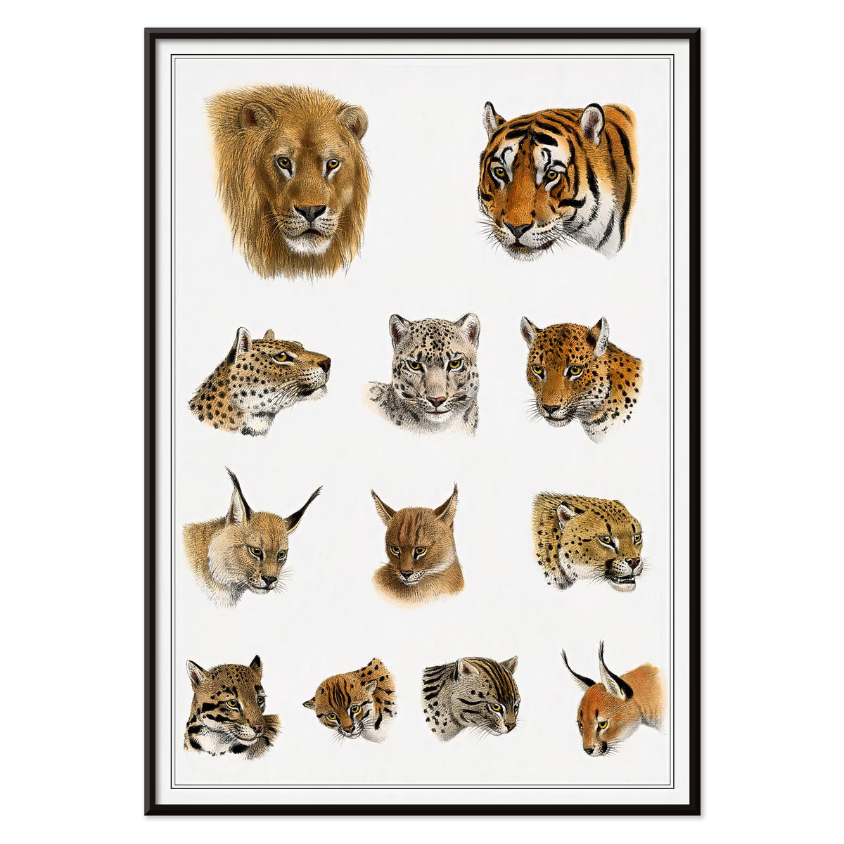 Animaux sauvages Canvas Print
