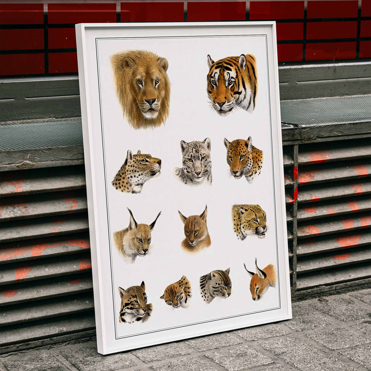 Animaux sauvages Canvas Print
