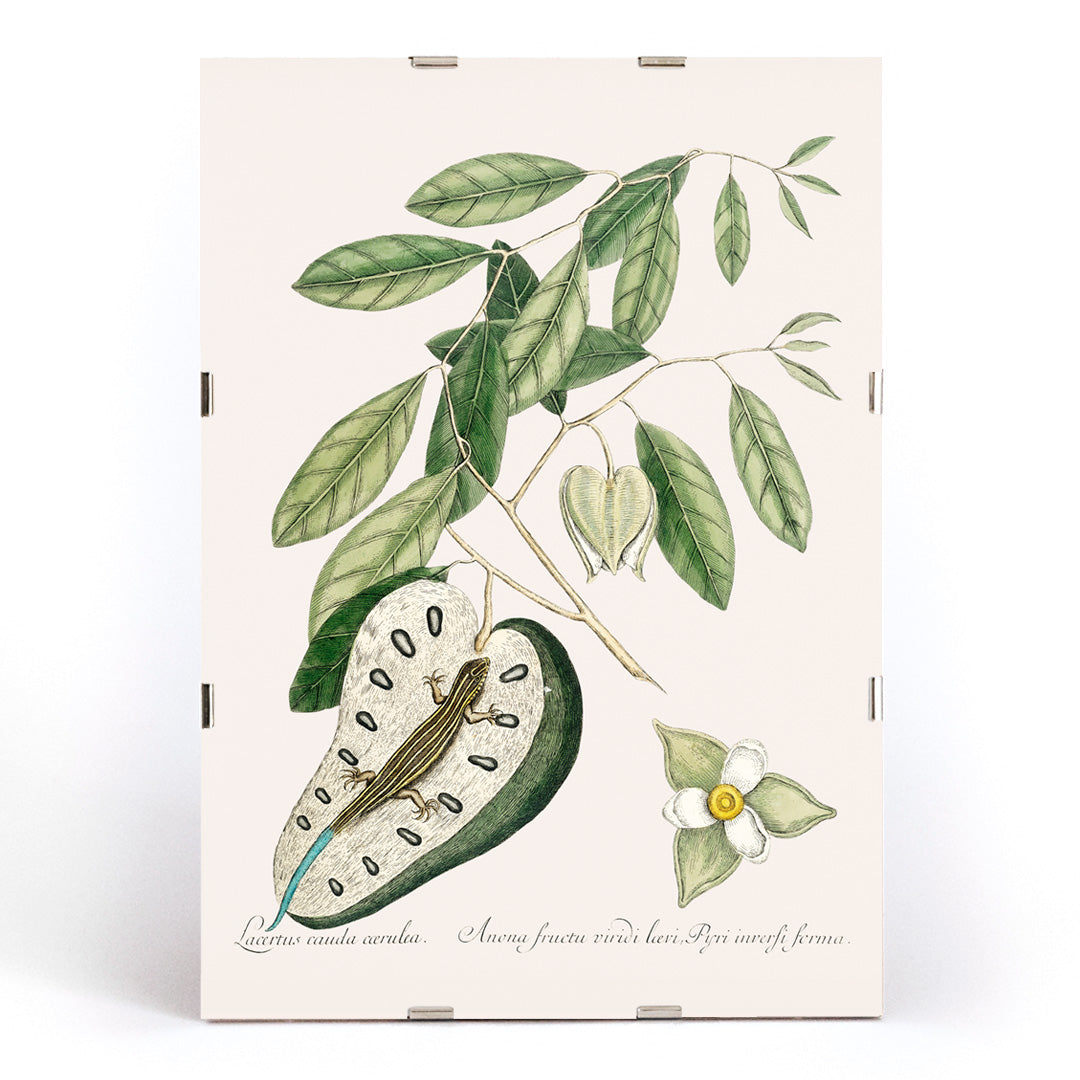 Lézard à queue bleue Canvas Print