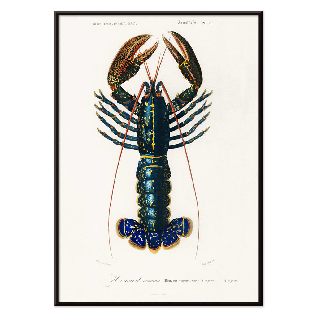 Écrevisse cramoisie Canvas Print