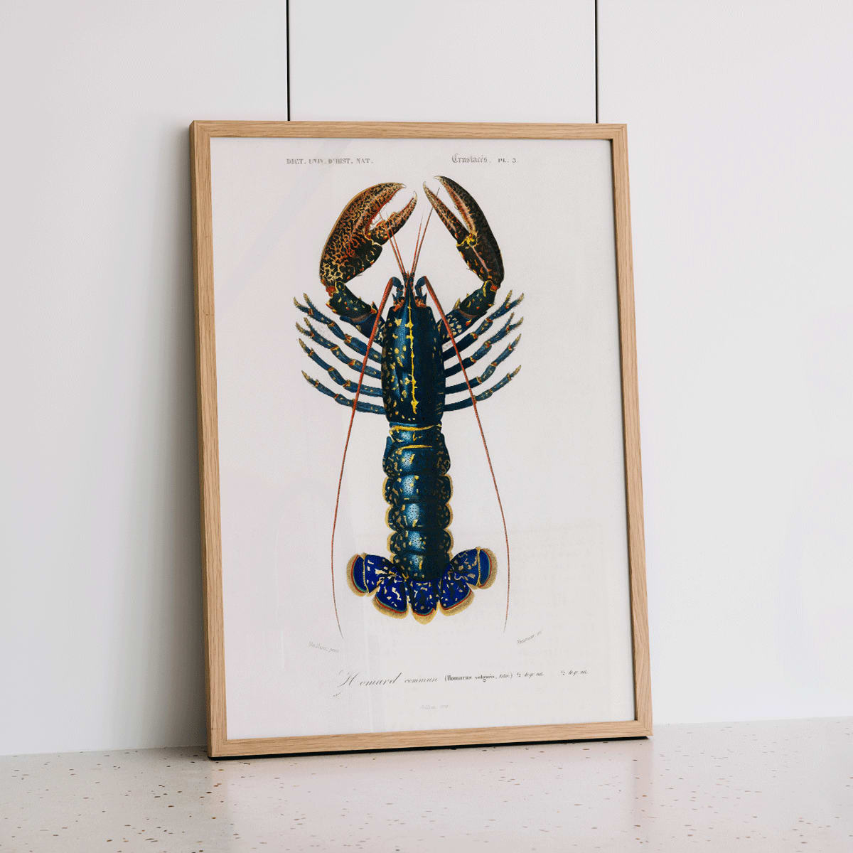 Écrevisse cramoisie Canvas Print