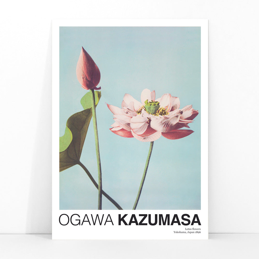 Fleurs de lotus Canvas Print