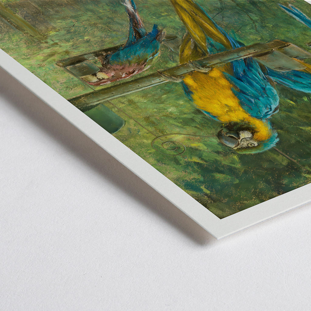 Aras bleus Canvas Print