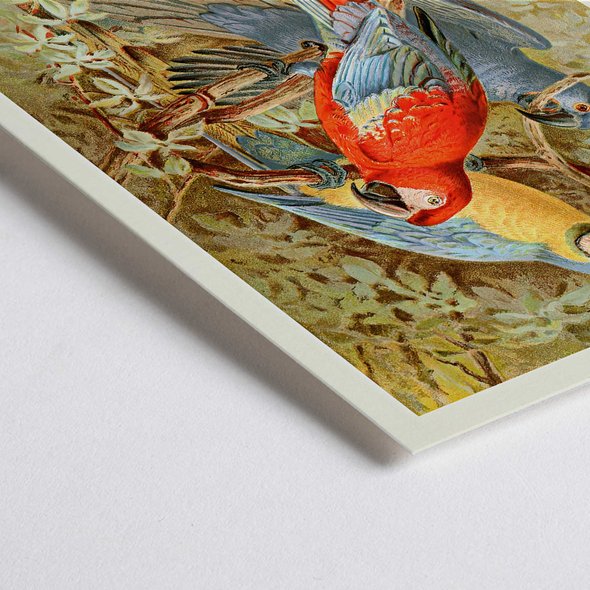 Aras Canvas Print