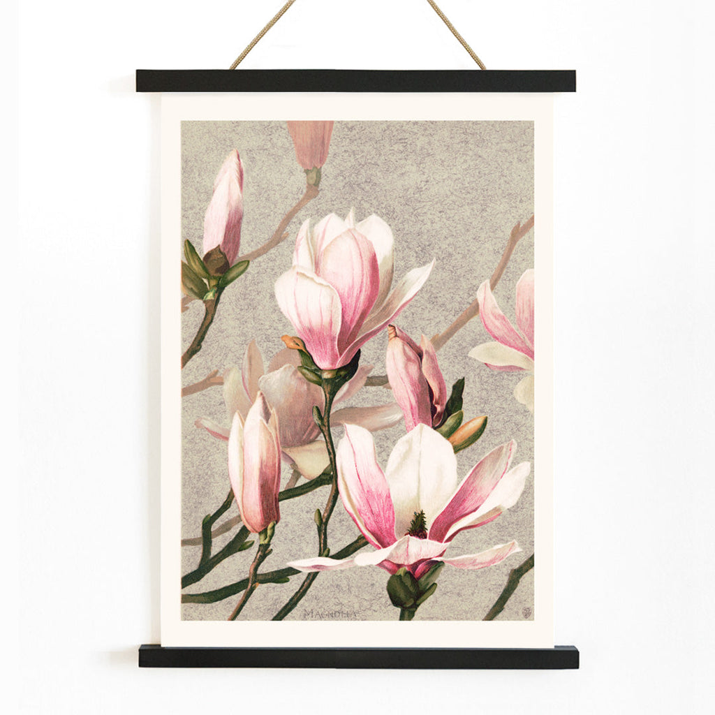 Magnolia Canvas Print