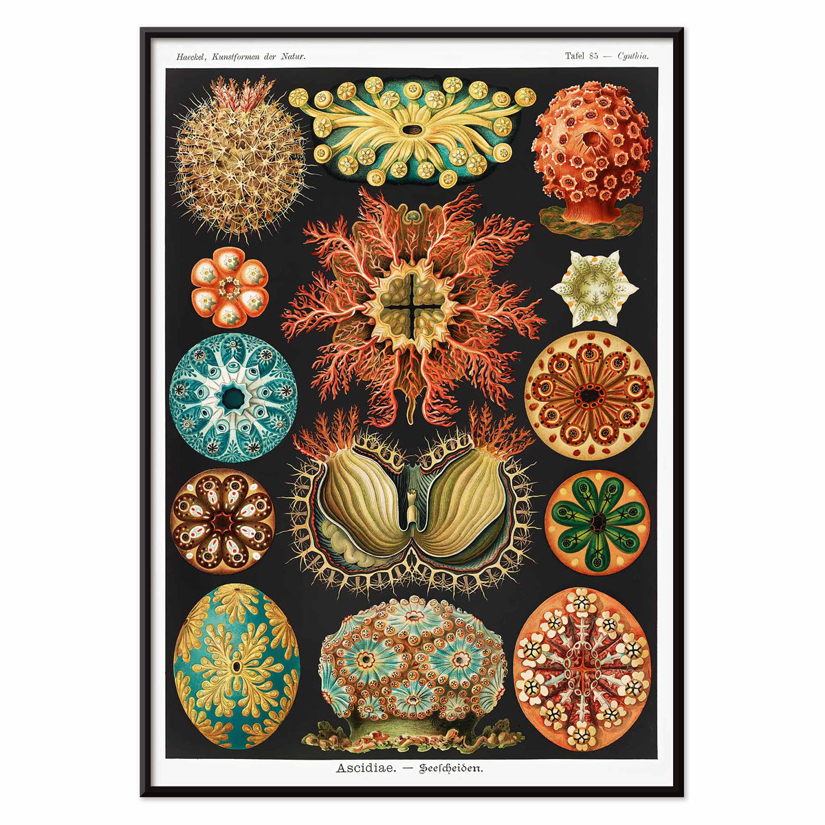 Ascidiae Canvas Print