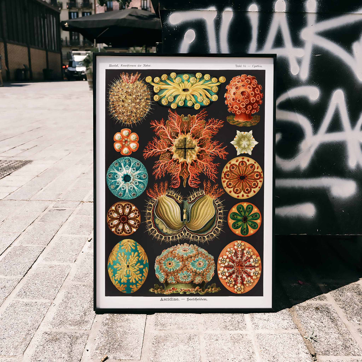 Ascidiae Canvas Print