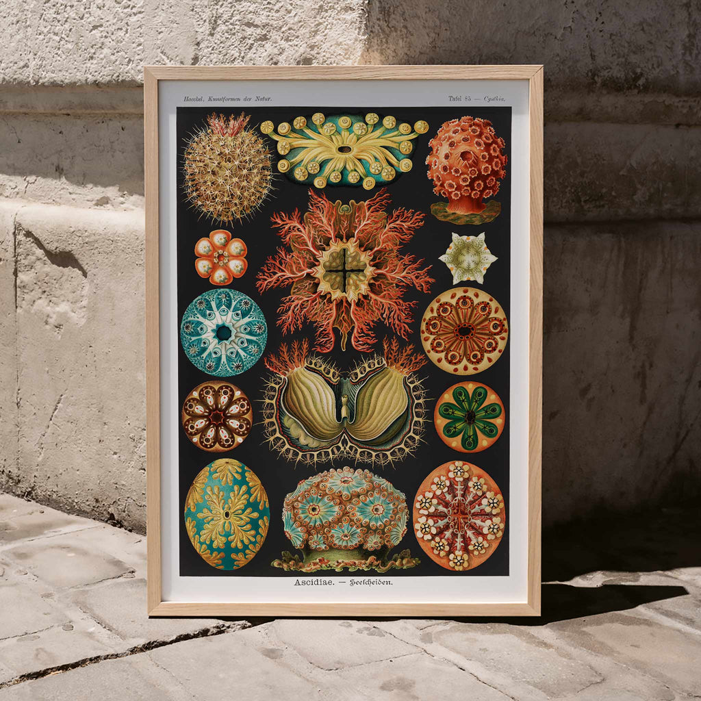 Ascidiae Canvas Print