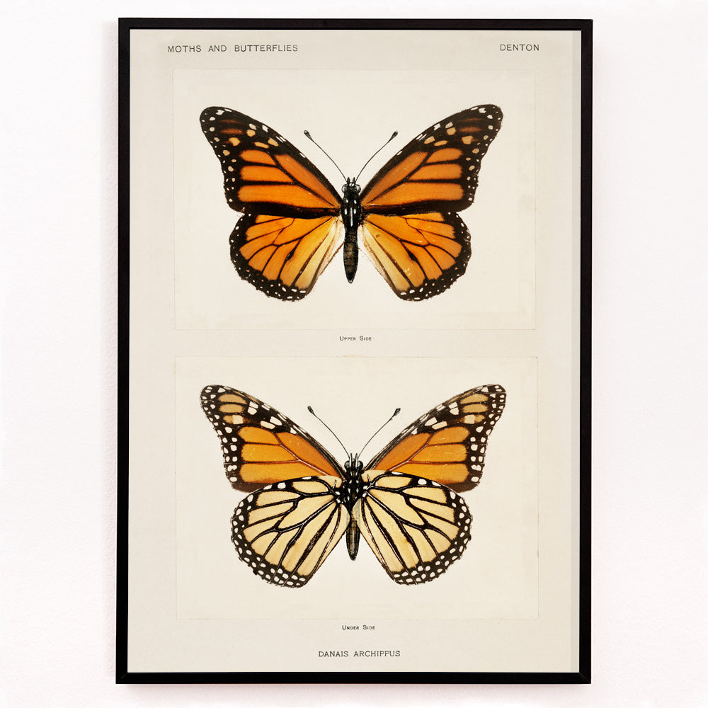 Papillon monarque Canvas Print