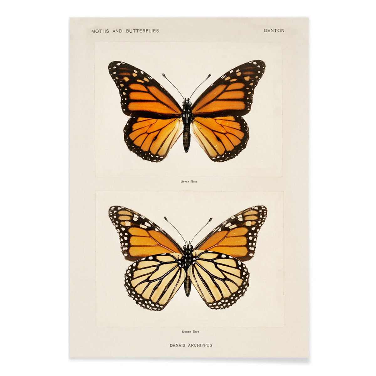 Papillon monarque Canvas Print