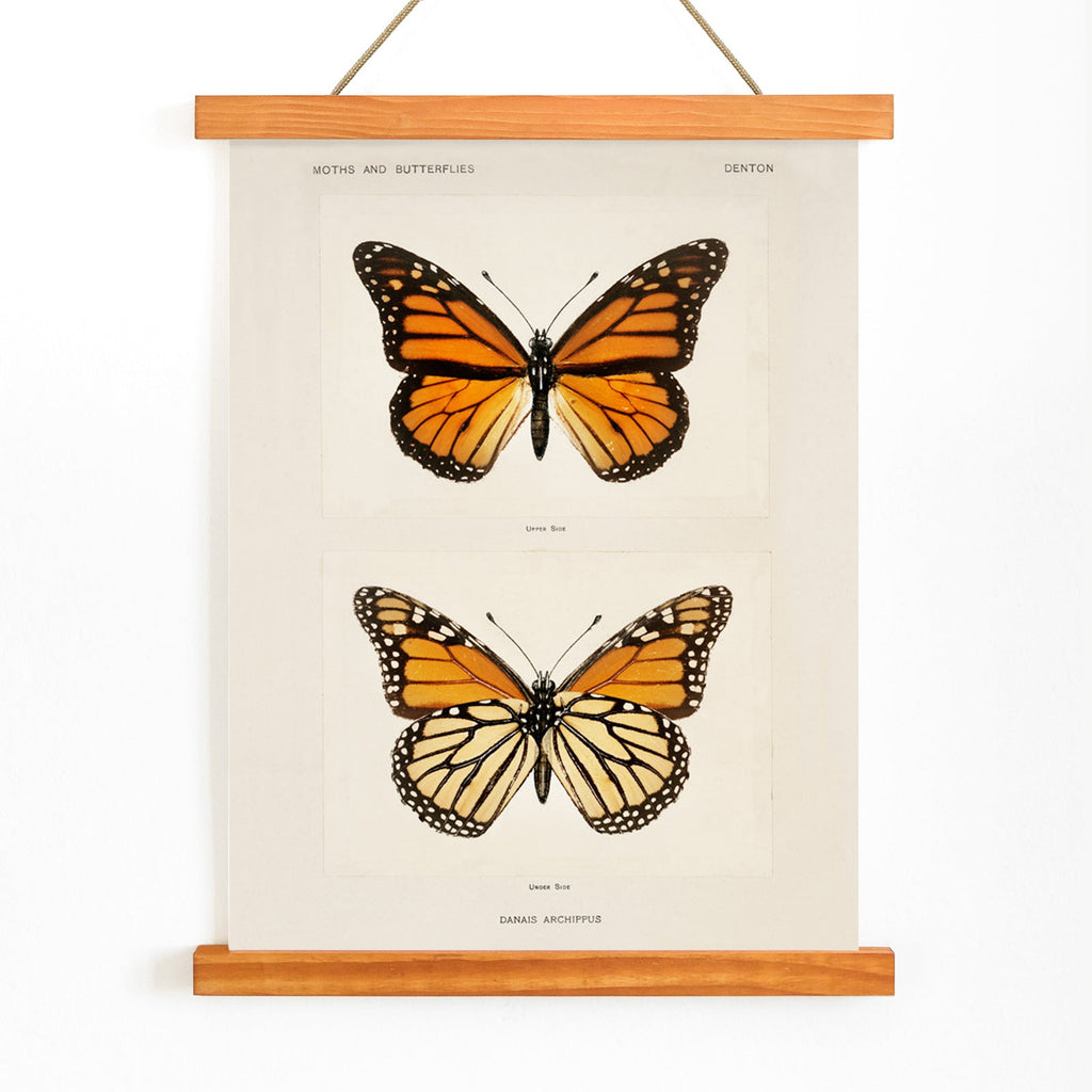 Papillon monarque Canvas Print