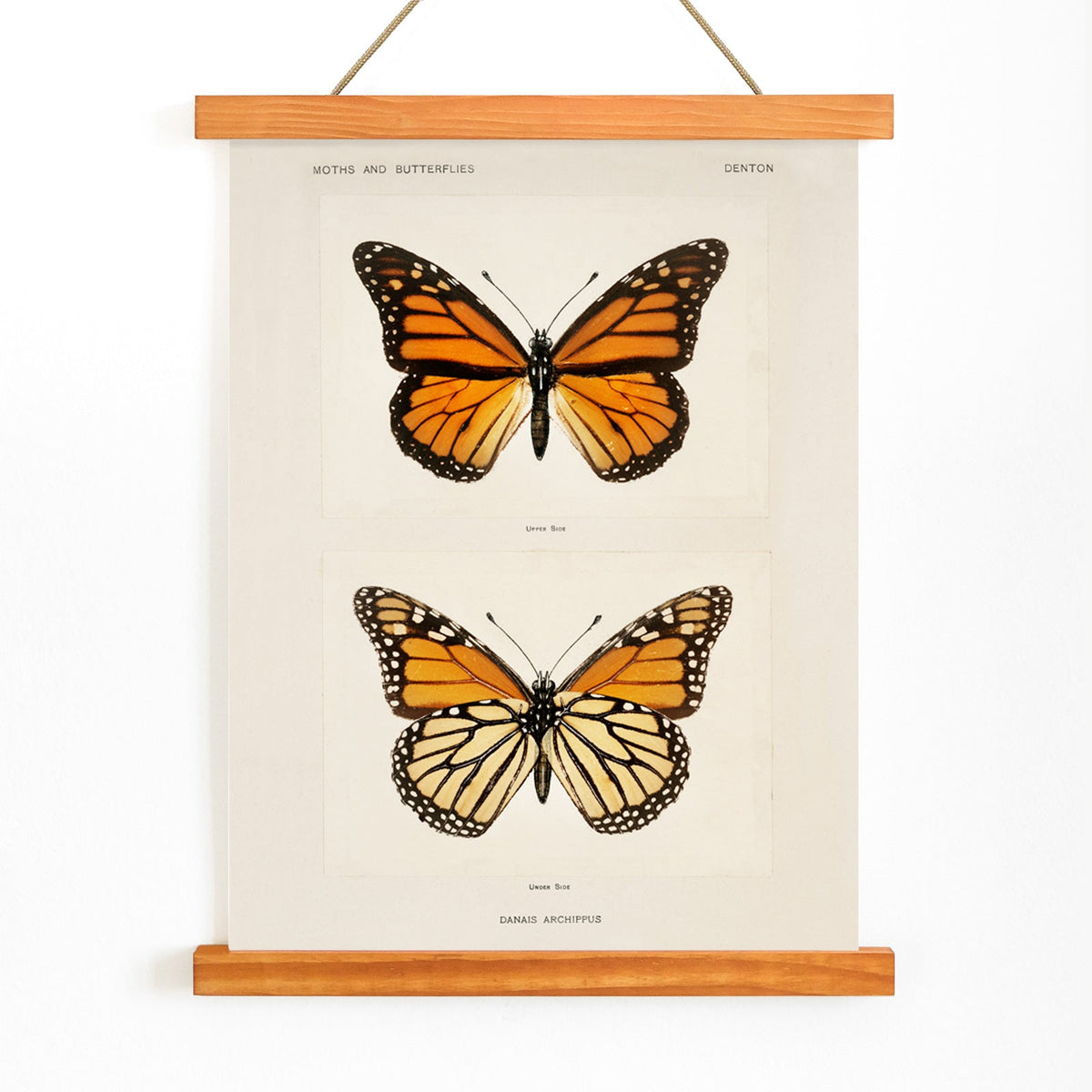 Papillon monarque Canvas Print