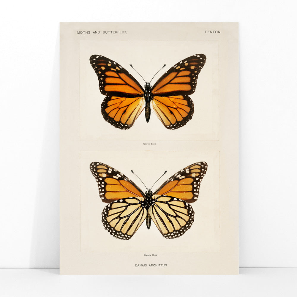 Papillon monarque Canvas Print