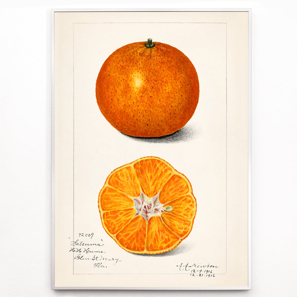 Orange (Citrus sinensis) Canvas Print