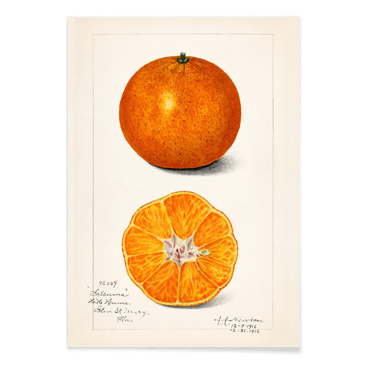 Orange (Citrus sinensis) Canvas Print