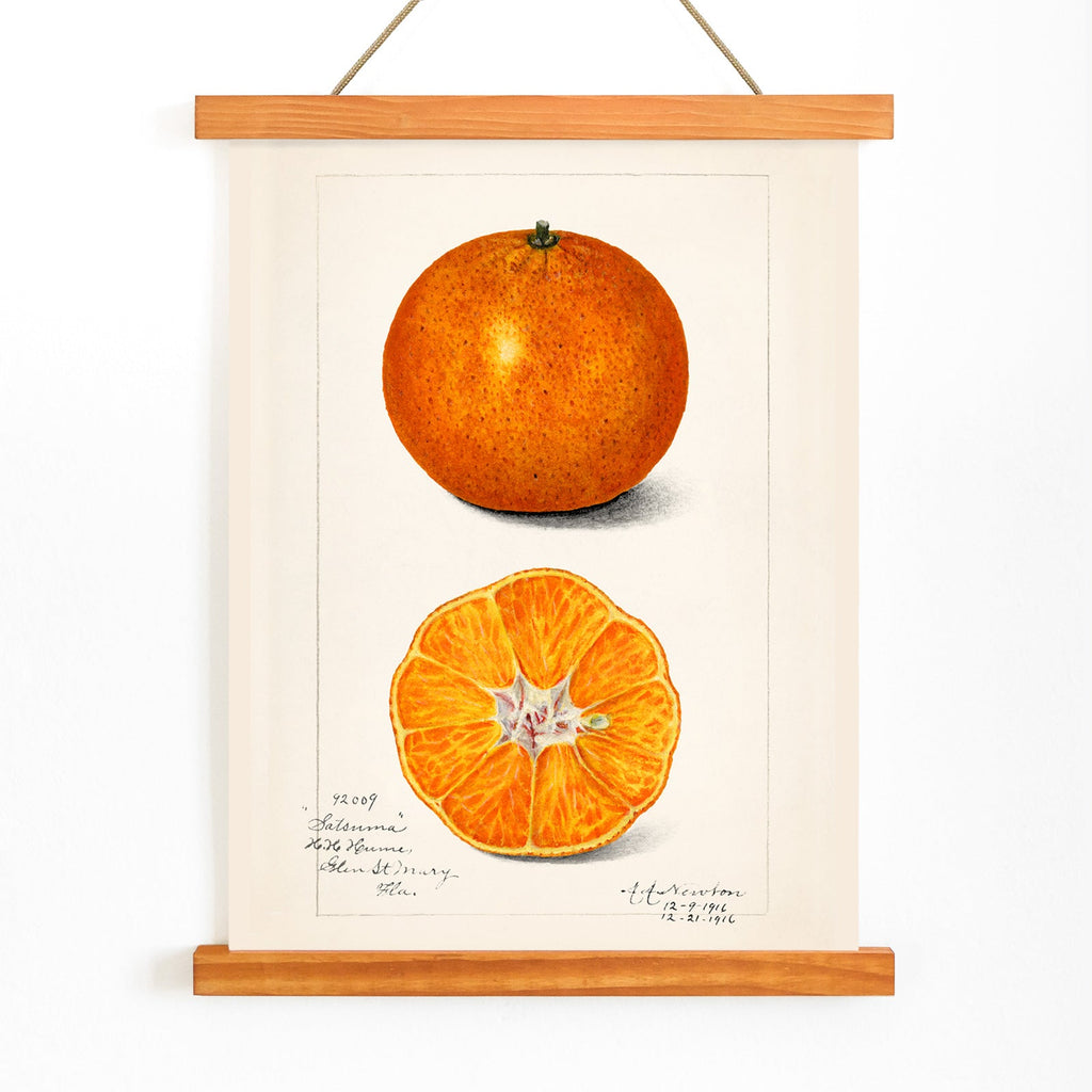 Orange (Citrus sinensis) Canvas Print