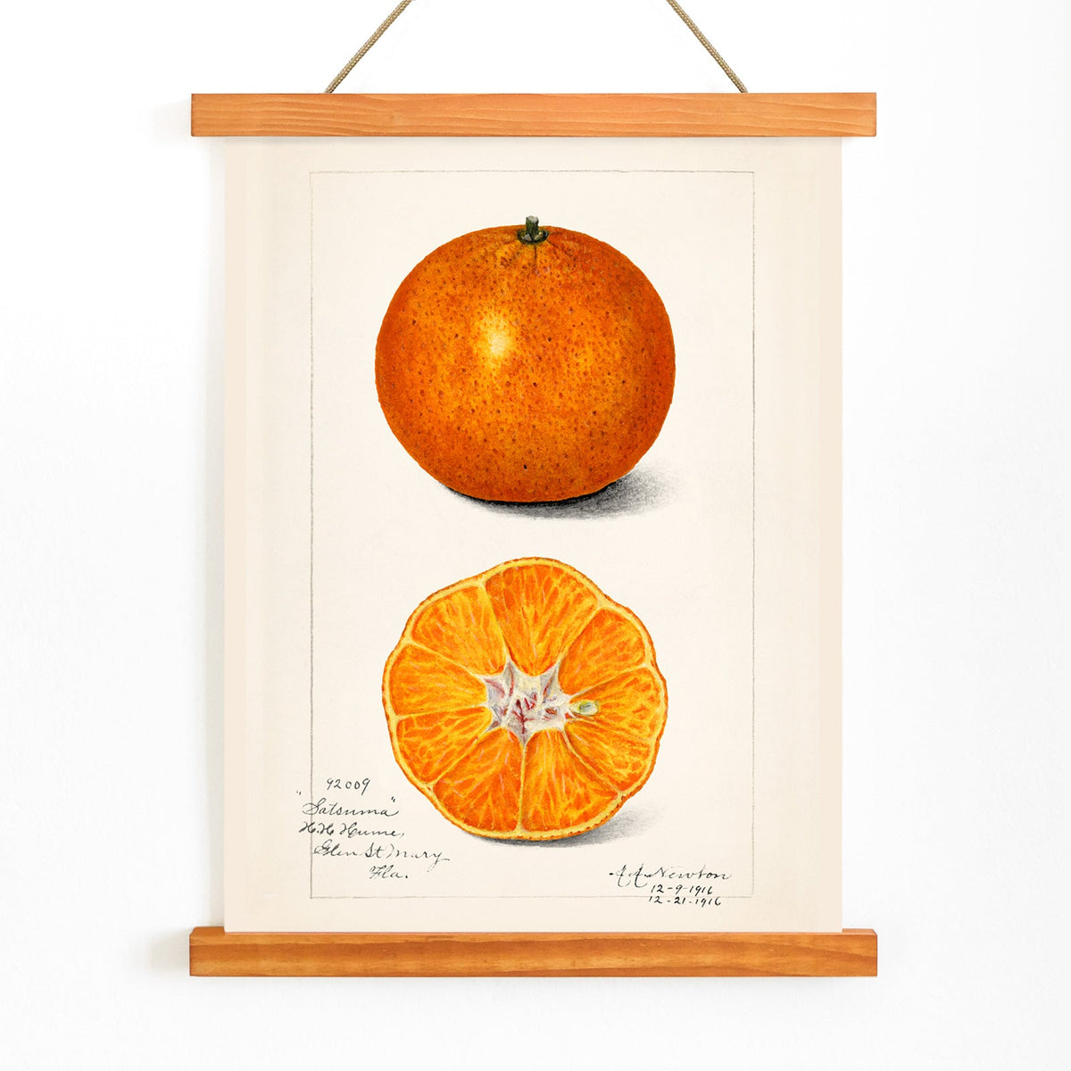 Orange (Citrus sinensis) Canvas Print