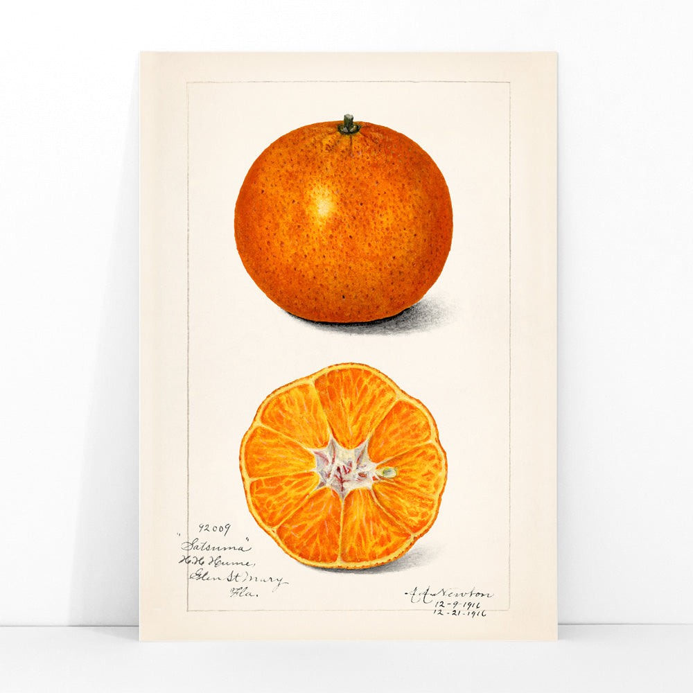 Orange (Citrus sinensis) Canvas Print