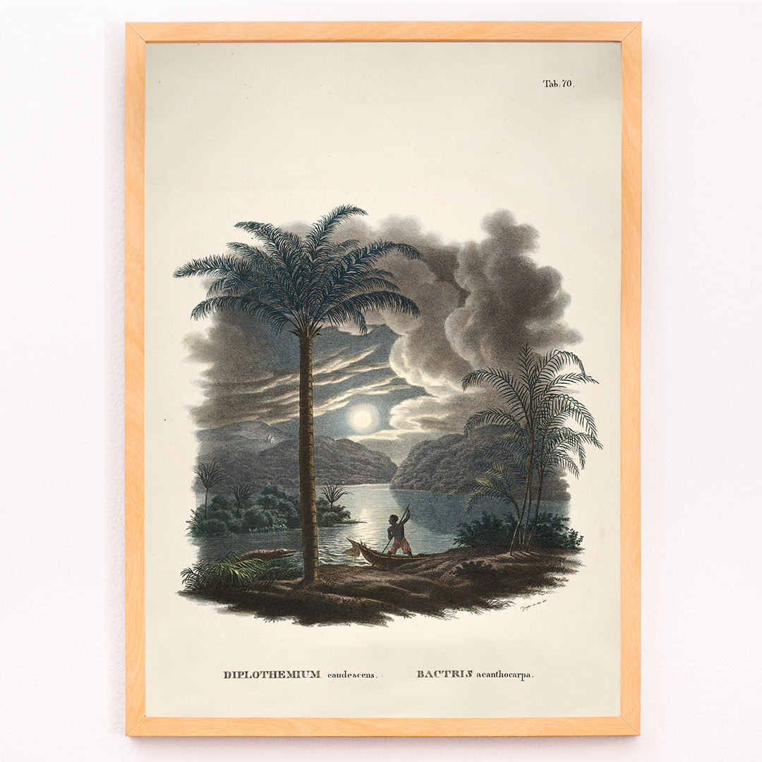 Bactris acanthocarpa Canvas Print