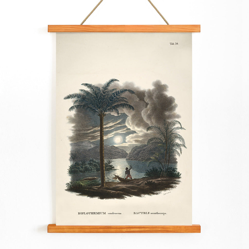 Bactris acanthocarpa Canvas Print
