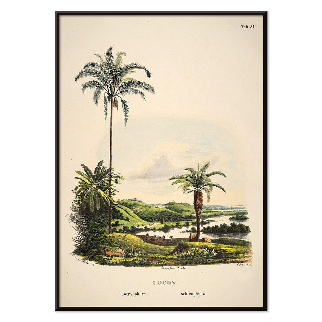 Cocos schizophylla Canvas Print
