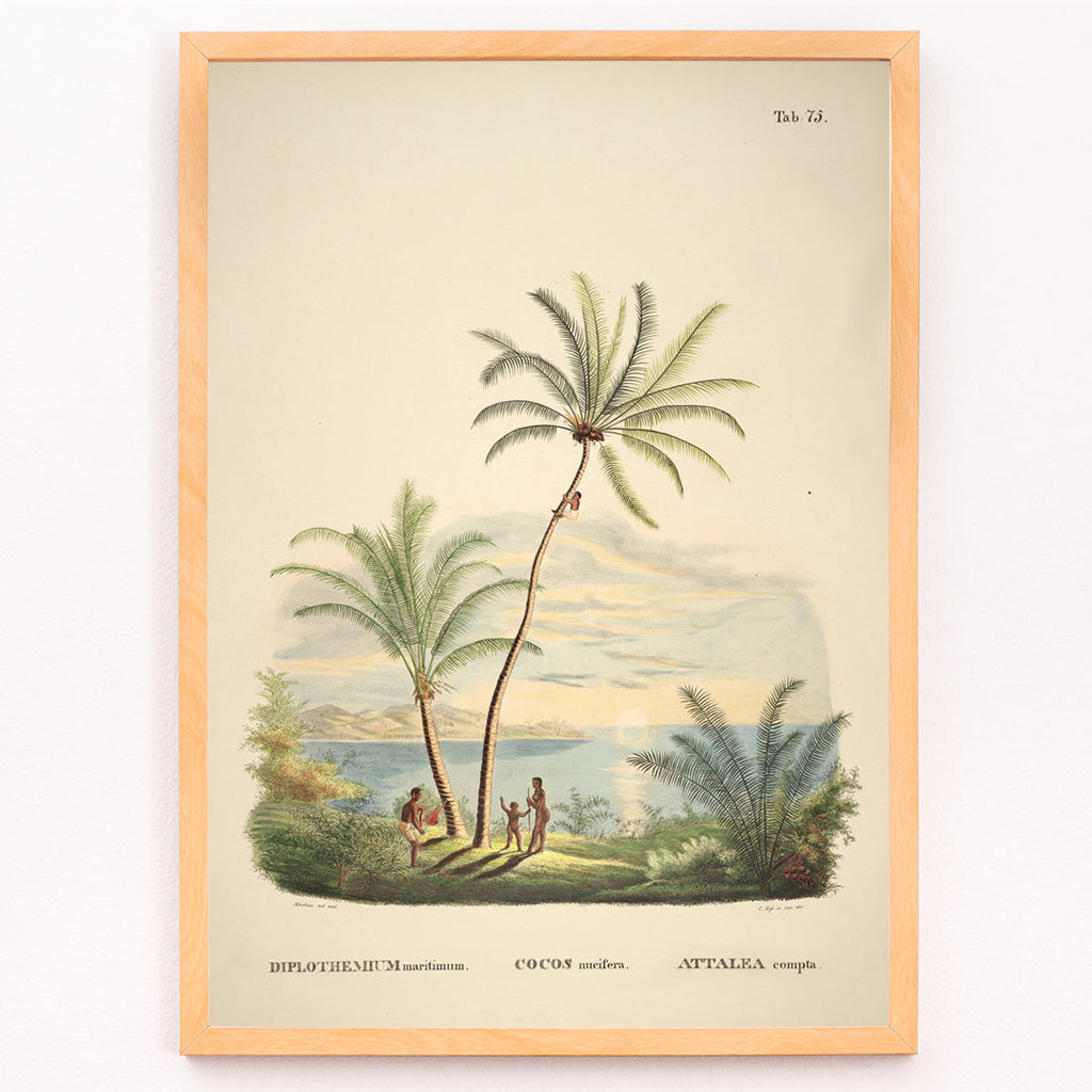 Attalea Compta Canvas Print