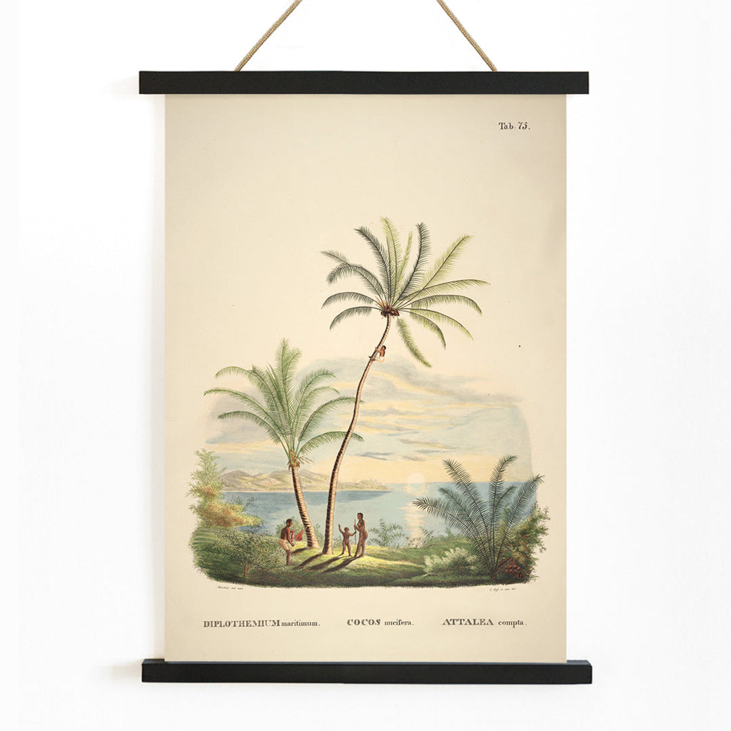 Attalea Compta Canvas Print