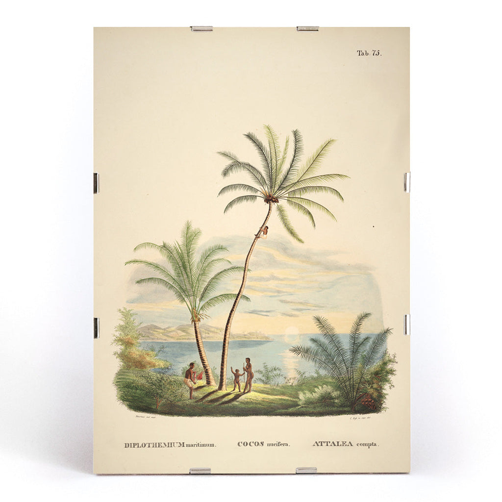 Attalea Compta Canvas Print