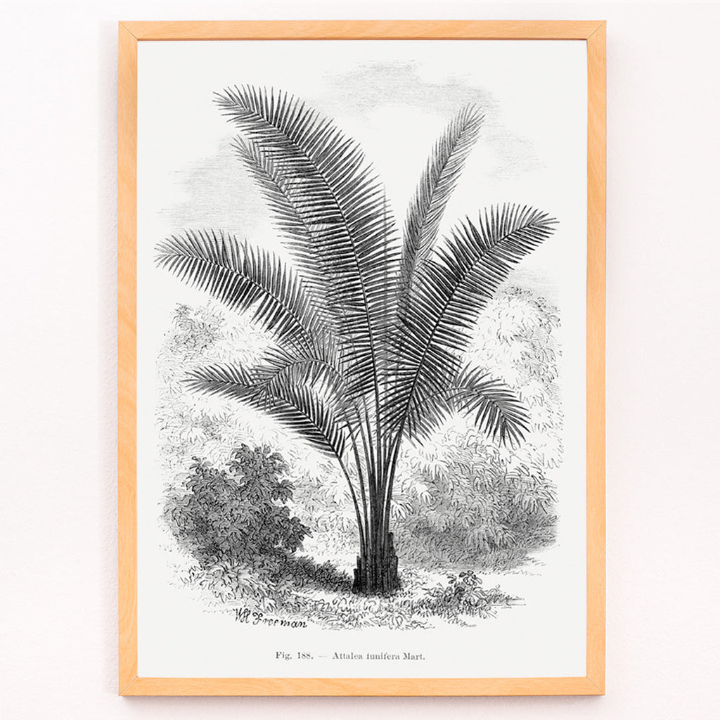 Palmier vintage Canvas Print