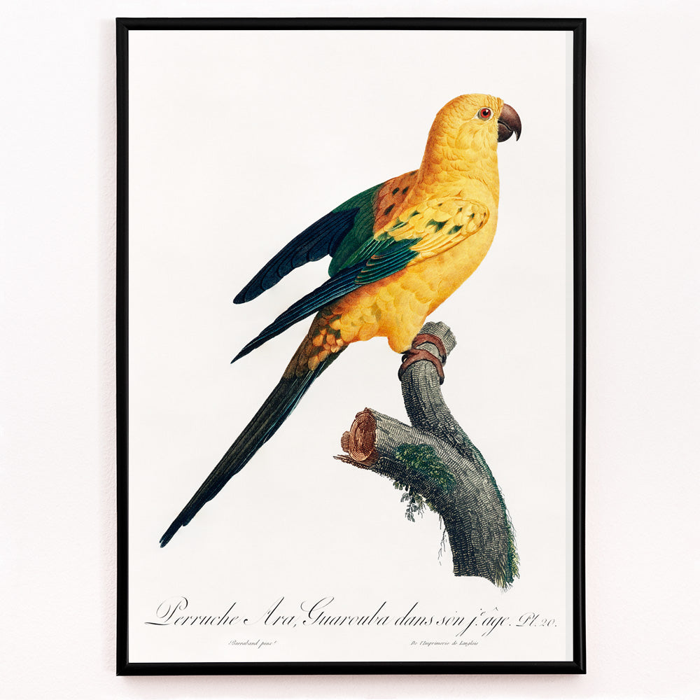 Conure-soleil Canvas Print