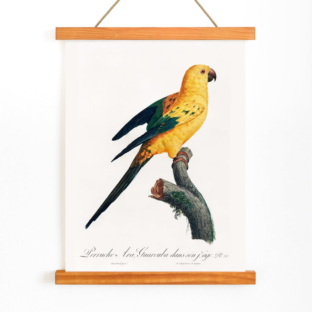 Conure-soleil Canvas Print