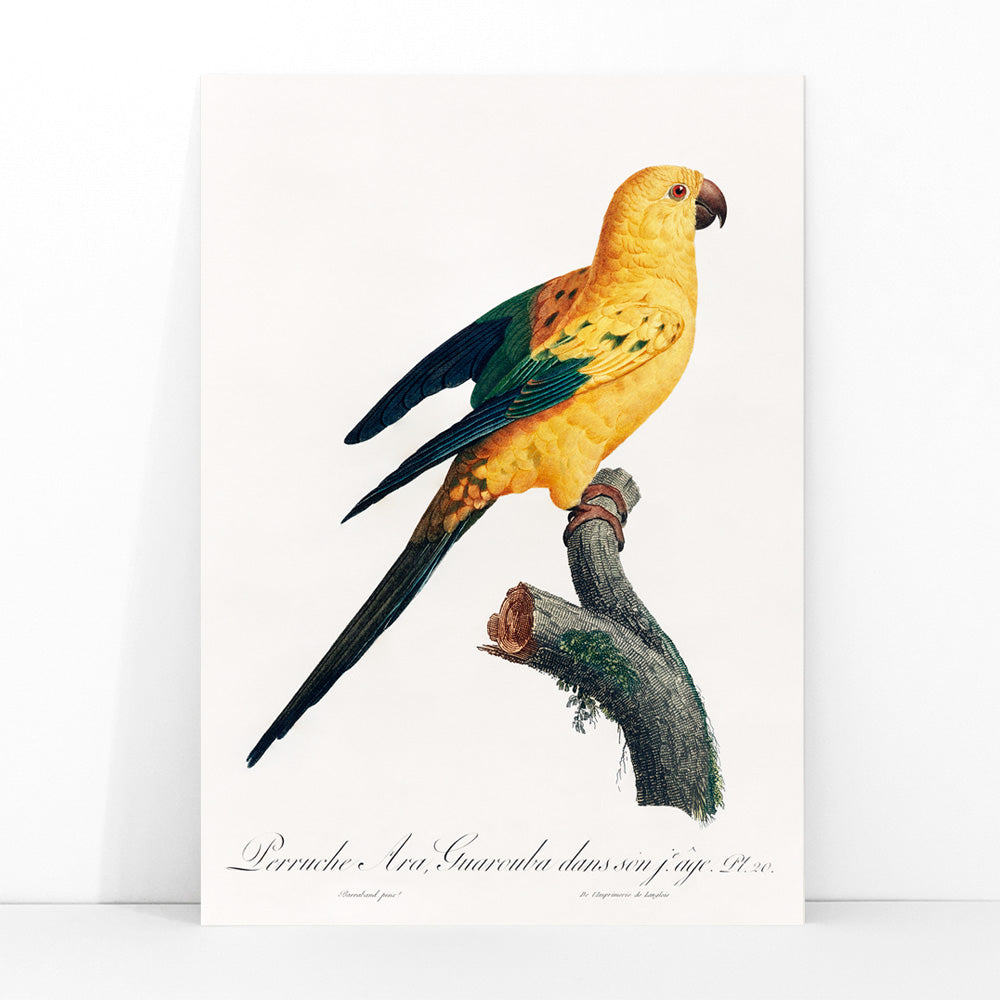 Conure-soleil Canvas Print