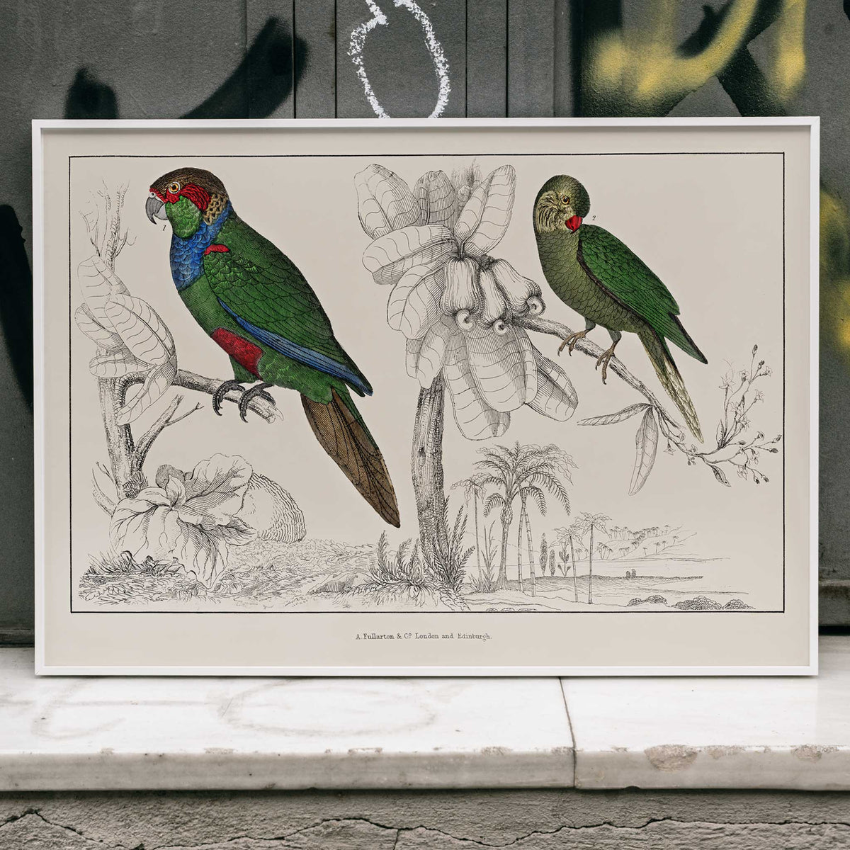 Deux perruches Poster by Moryarty - Oil Painting canvas print