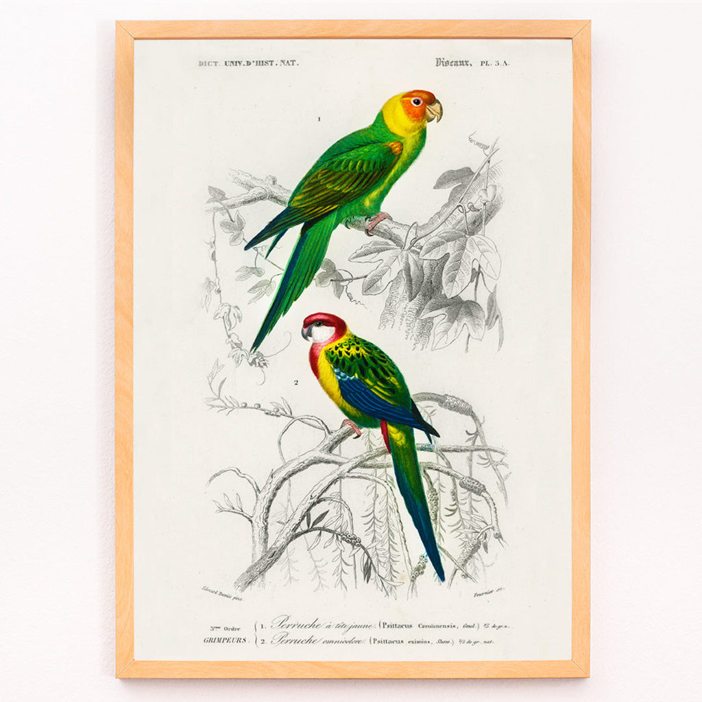 Perruche Canvas Print