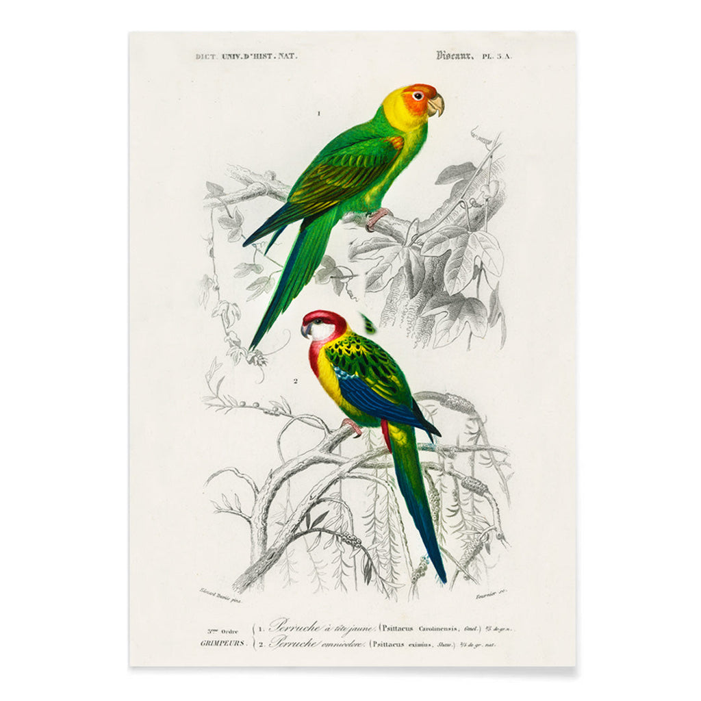 Perruche Canvas Print
