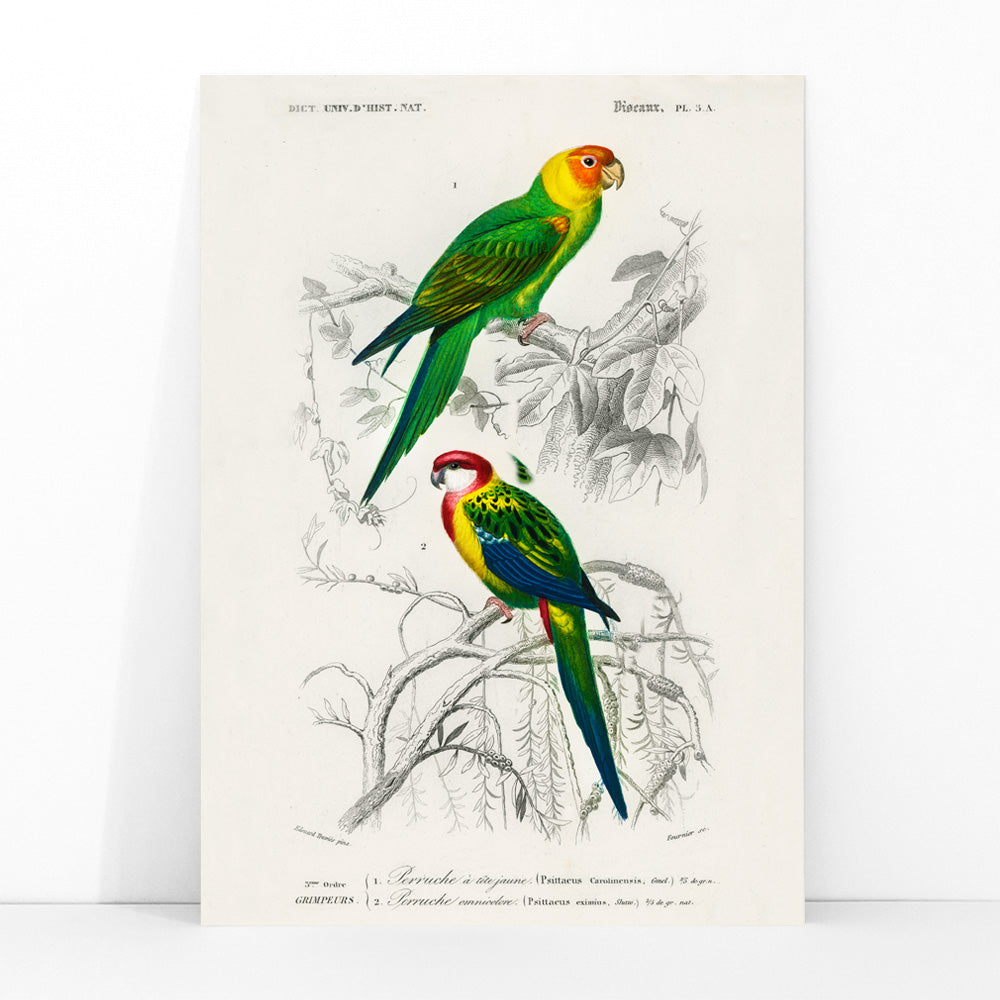 Perruche Canvas Print