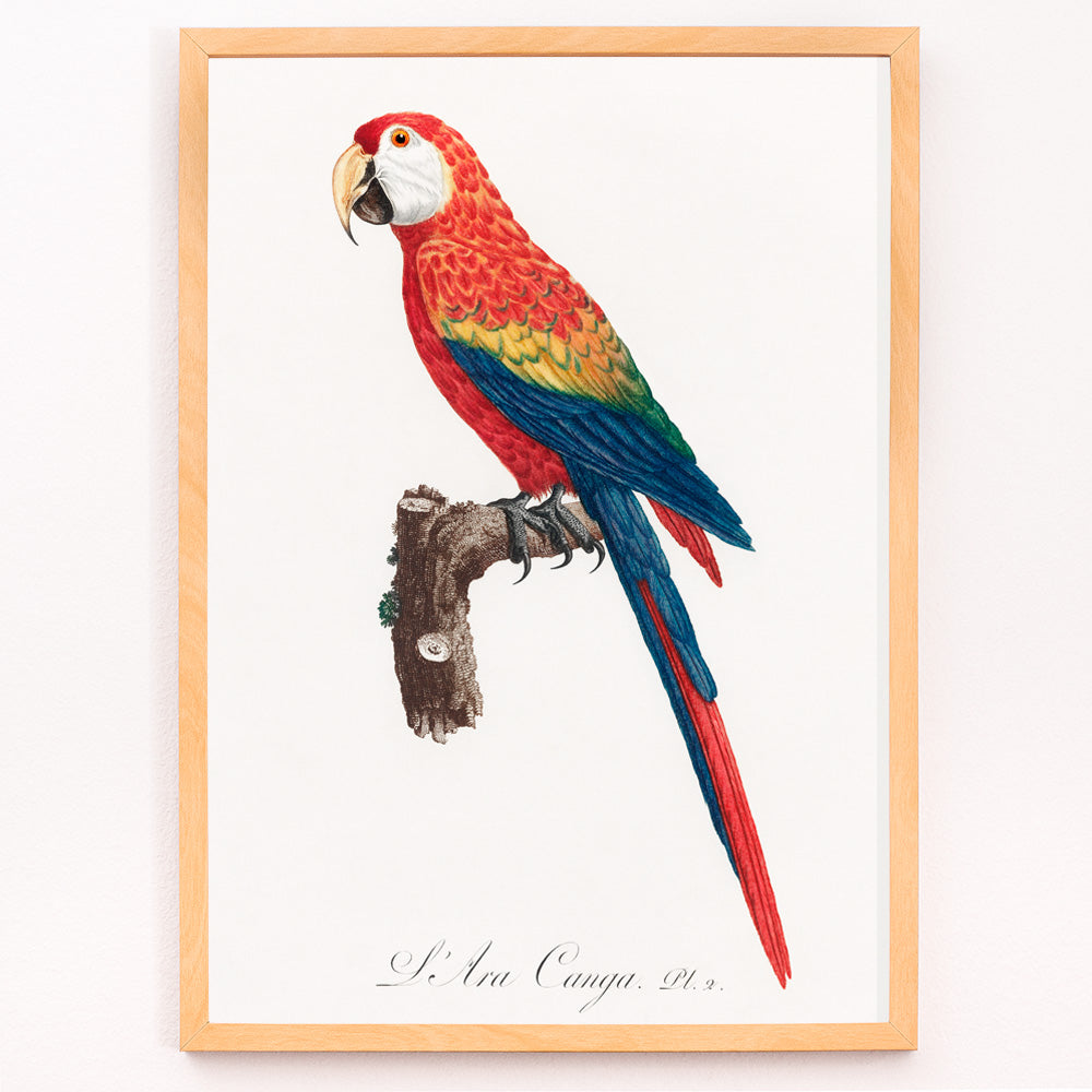 Ara Canga Canvas Print