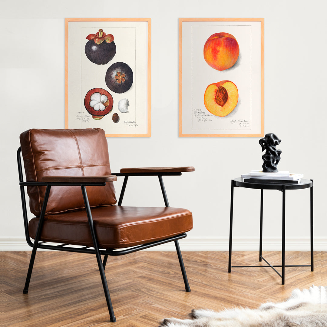 Pêches Prunus persica Canvas Print