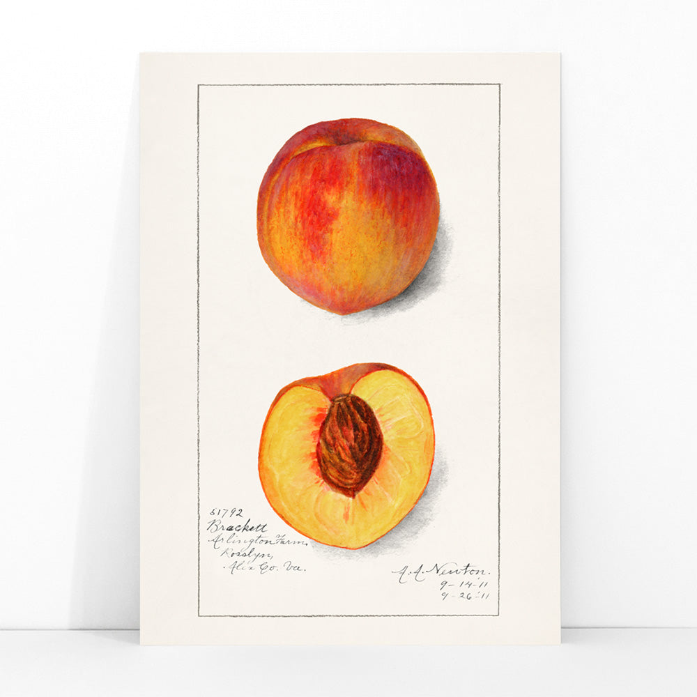 Pêches Prunus persica Canvas Print