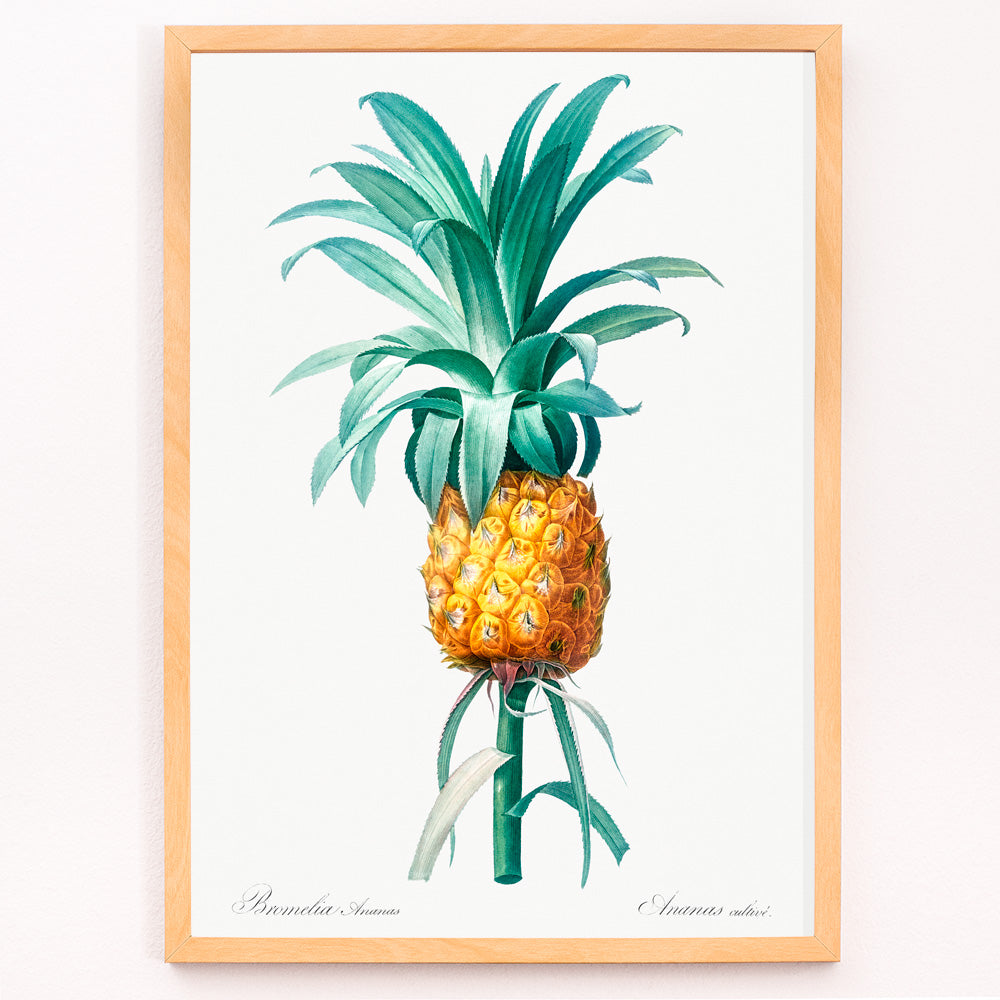Ananas Canvas Print