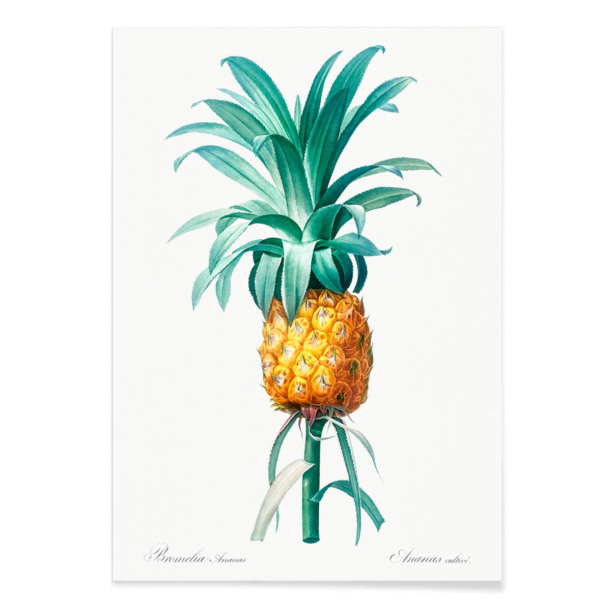 Ananas Canvas Print