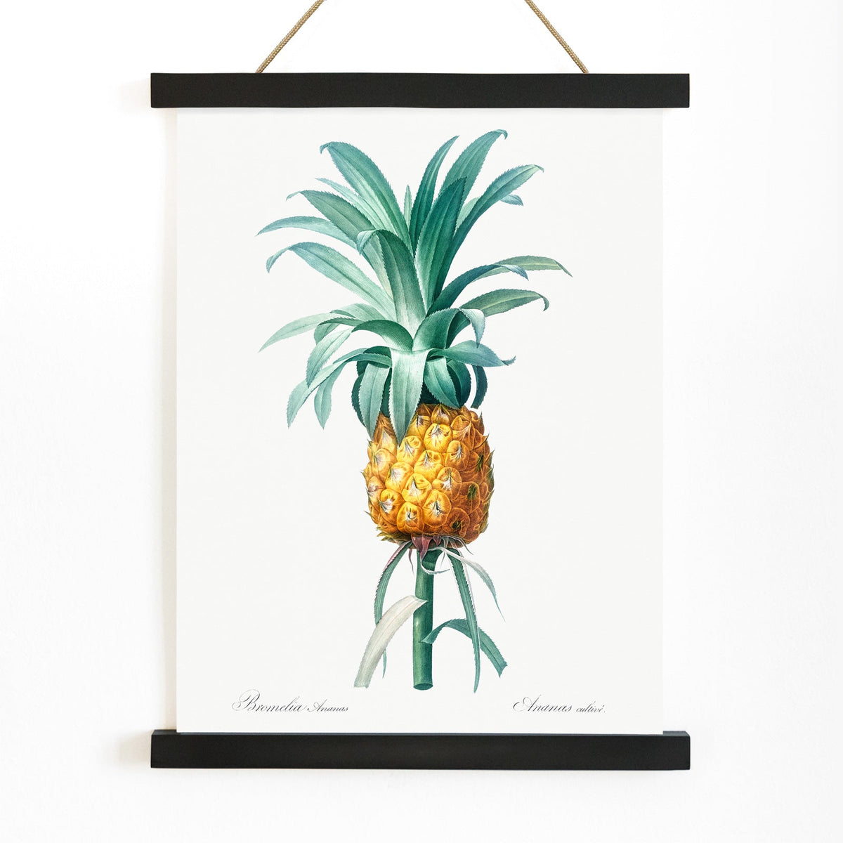 Ananas Canvas Print