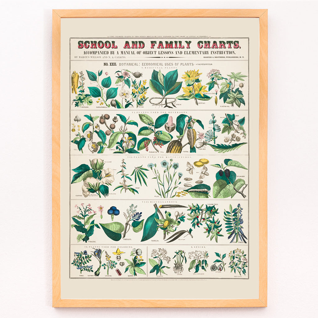 Utilisations économiques des plantes Canvas Print