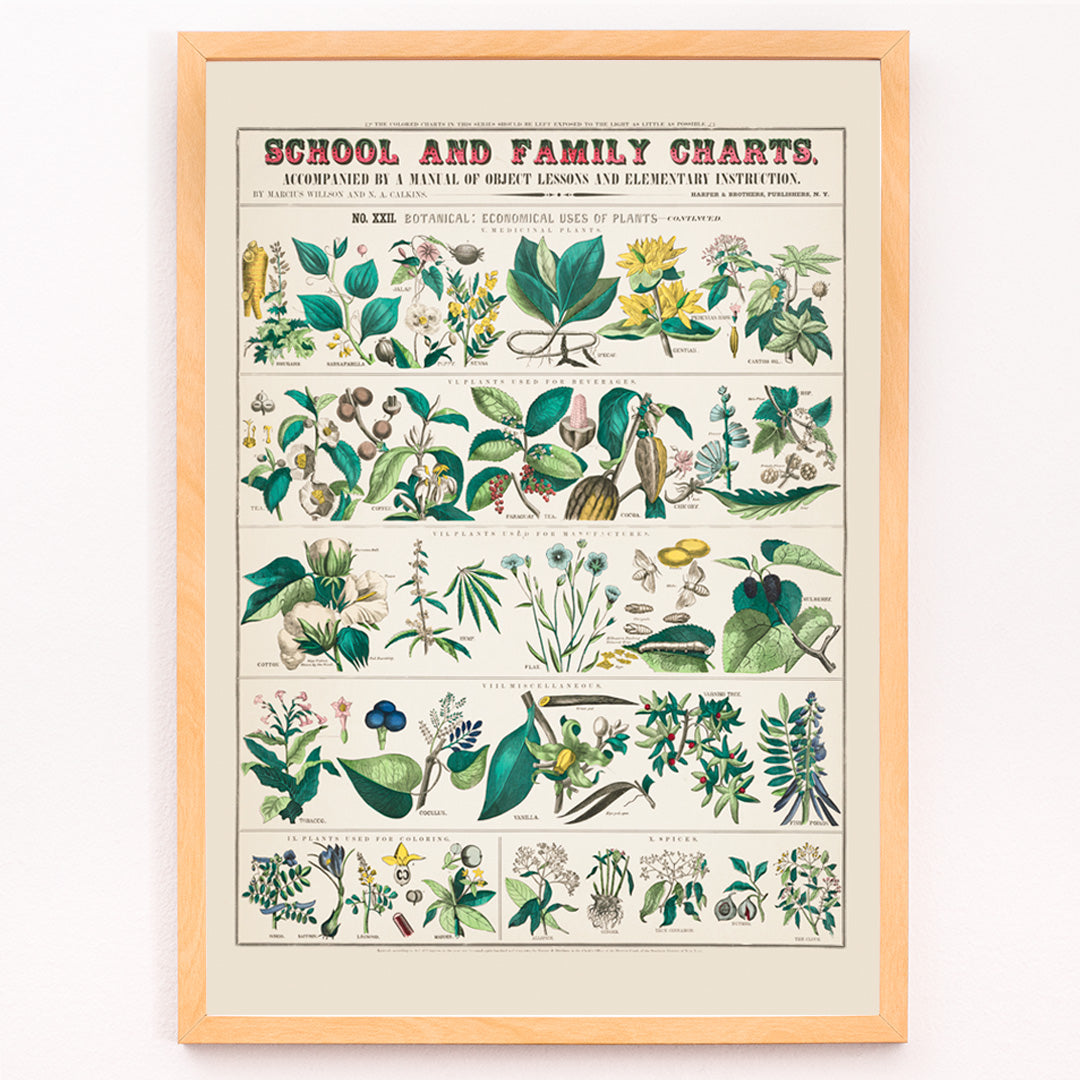 Utilisations économiques des plantes Canvas Print