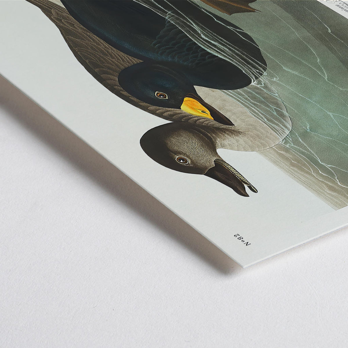 Canard garrot d'Amérique Canvas Print