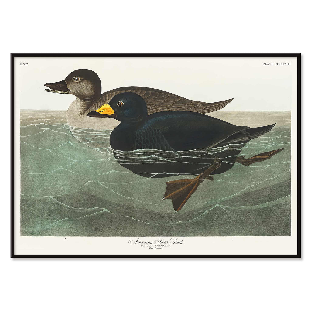Canard garrot d'Amérique Canvas Print